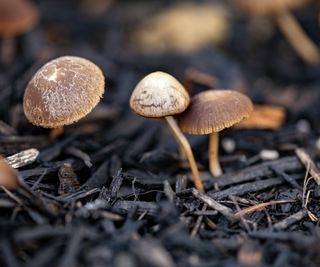 Mushrooms growing in soil