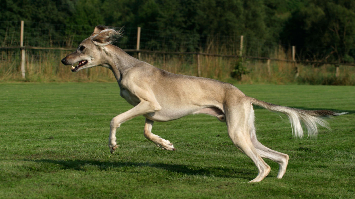 Saluki dog in action
