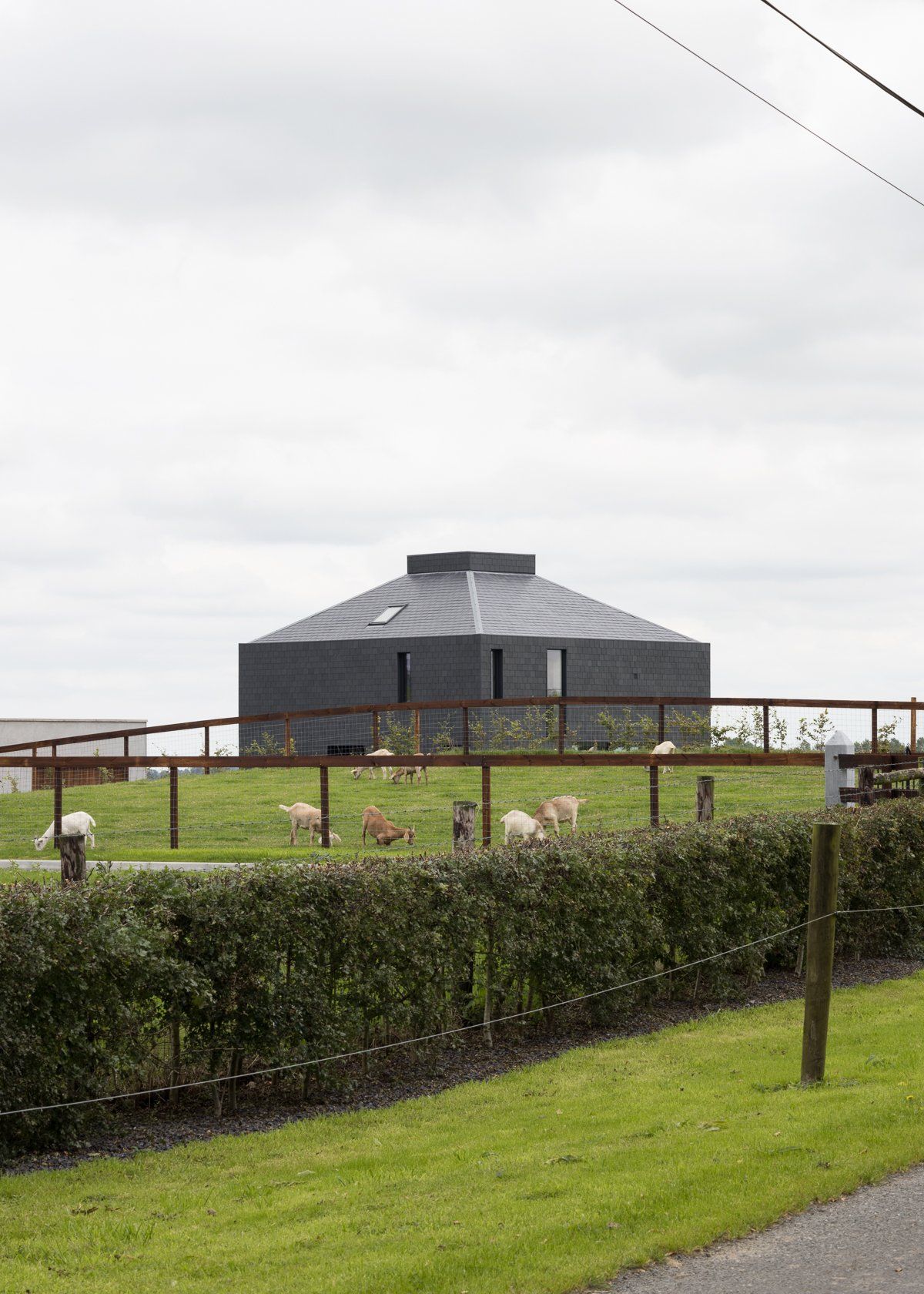 A black square eco home in a green field surrounded by sheep