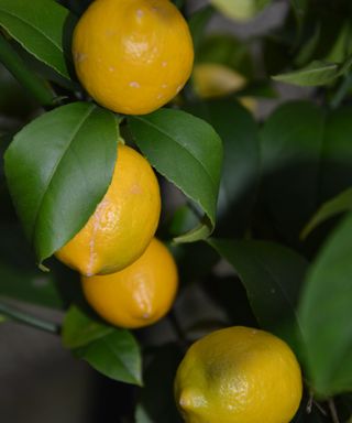 Four lemons growing on a lemon tree