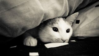 Cat hiding under bed covers