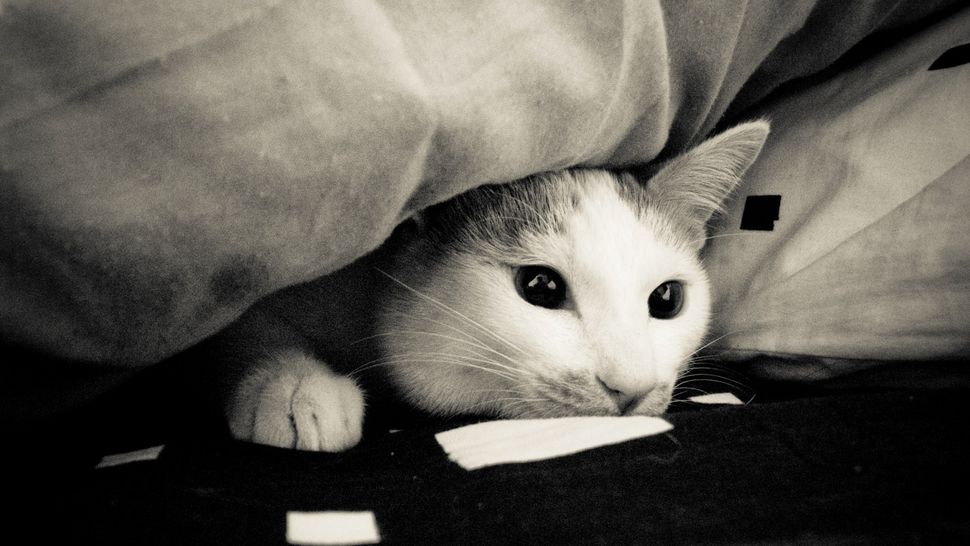 How to stop a cat hiding under bed PetsRadar
