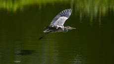 A bird taking off from a pond