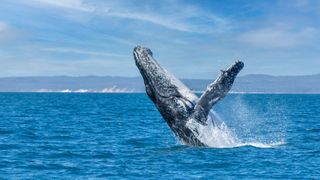 Whale surfacing from the sea