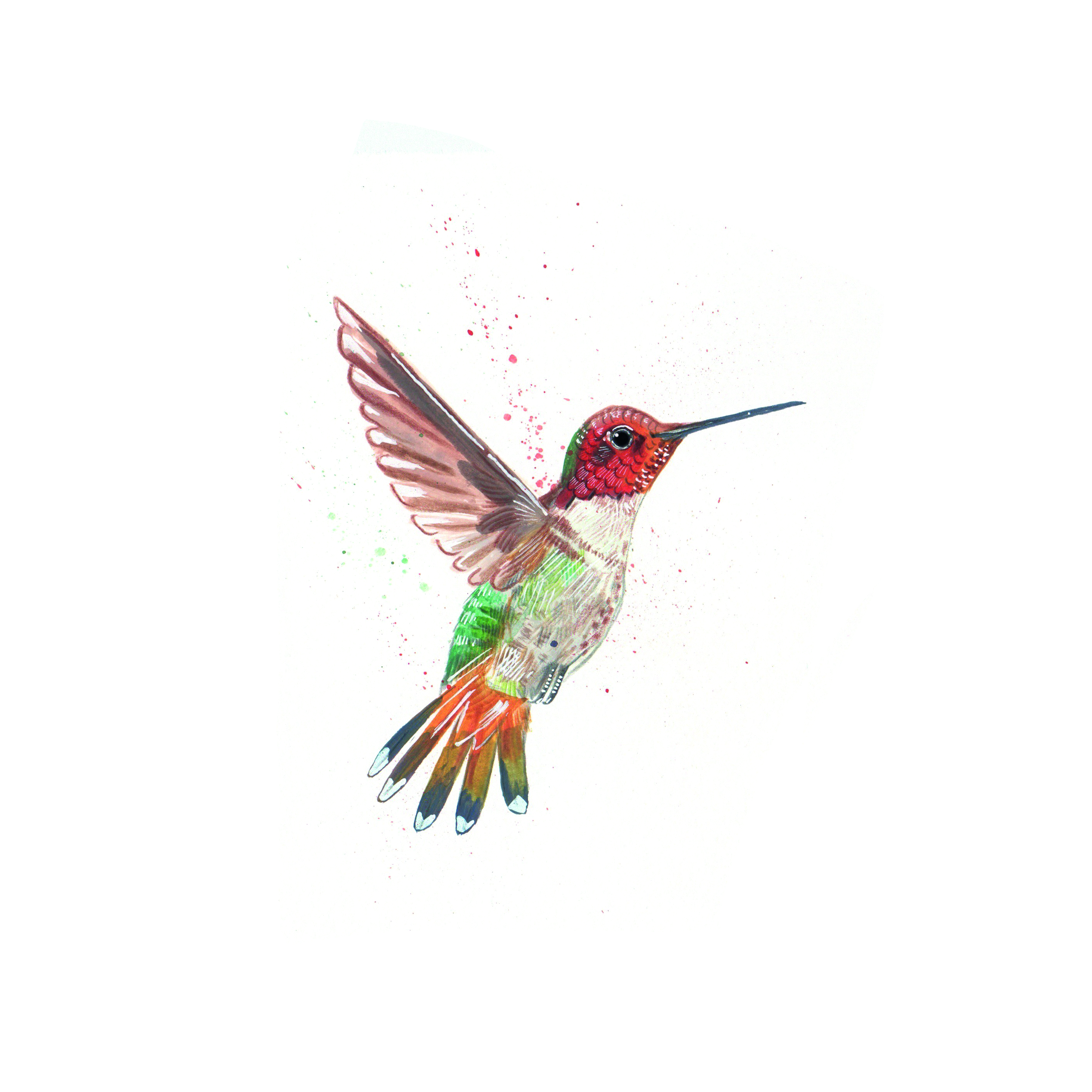 Caribbean bird illustrations