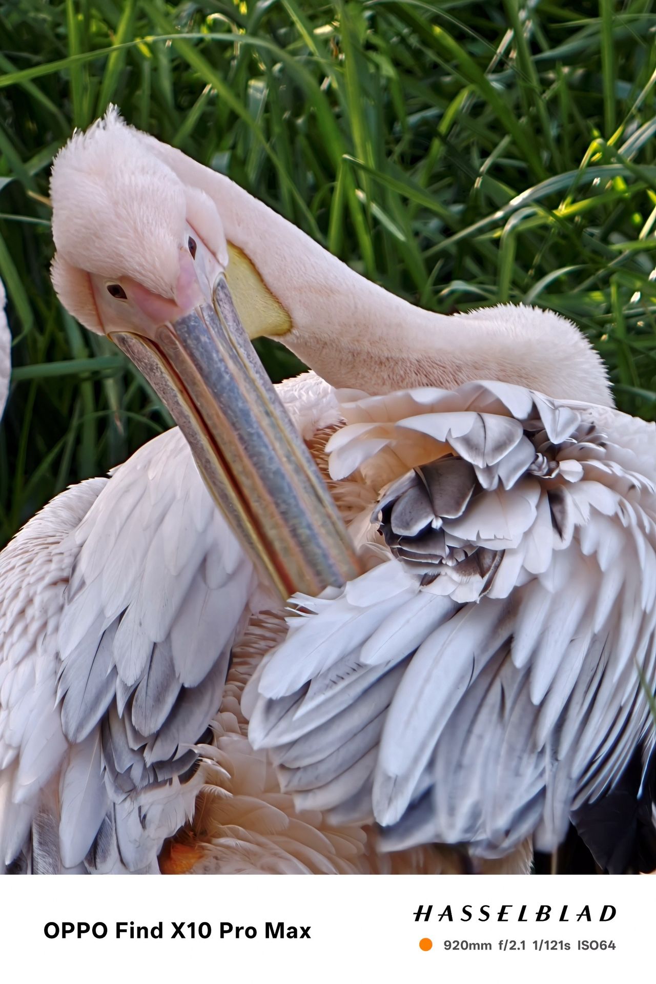 Pelican preening its pale feathers with its long bill.