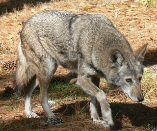 Compared with eastern wolves, red wolves (like the one shown here) are more coyote-like in their genetic makeup.