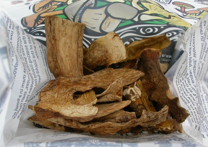 Some of the new porcini species reported in PeerJ today.