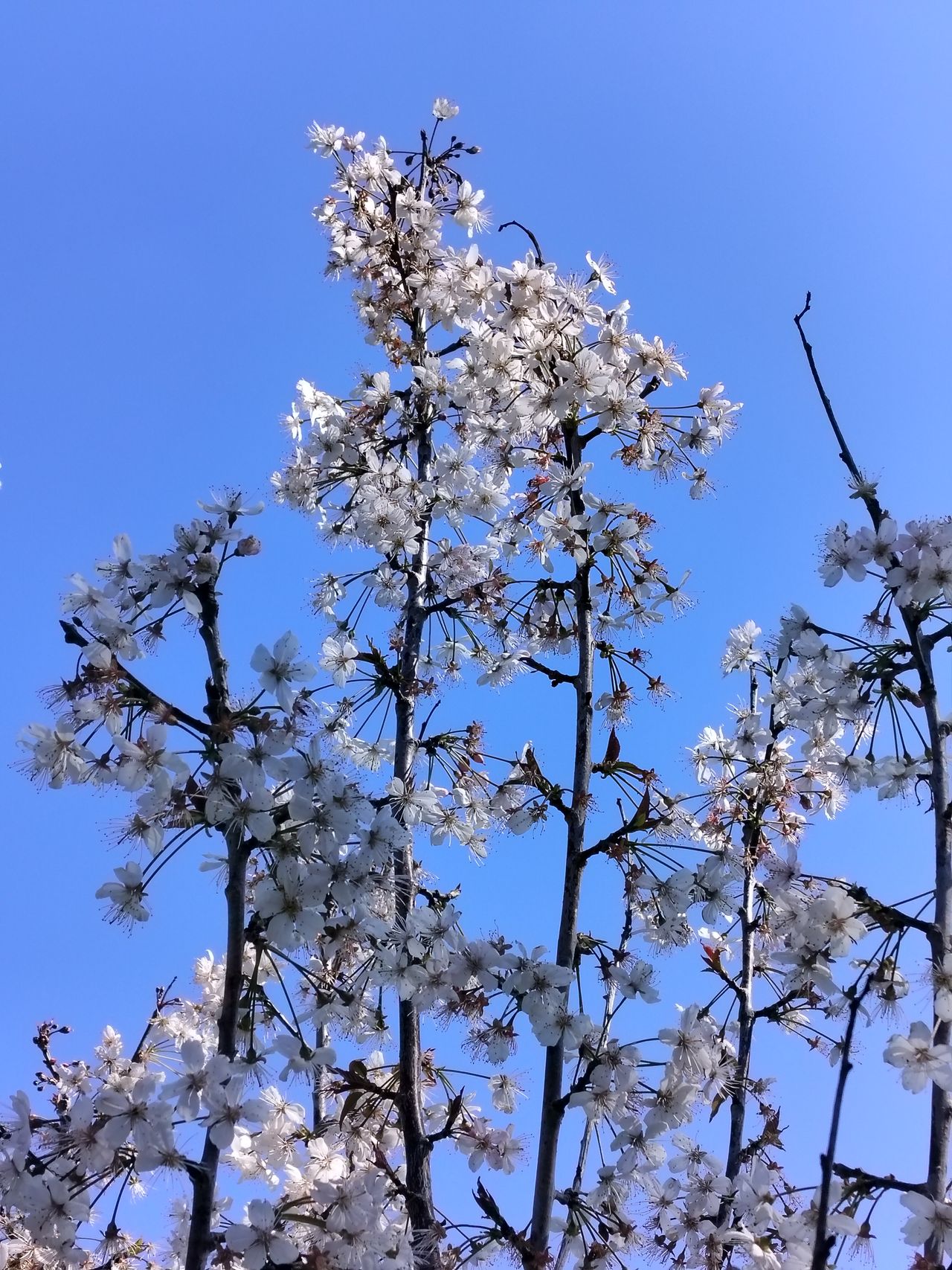 A photo captured on the OnePlus Nord CE 3 Lite 5G