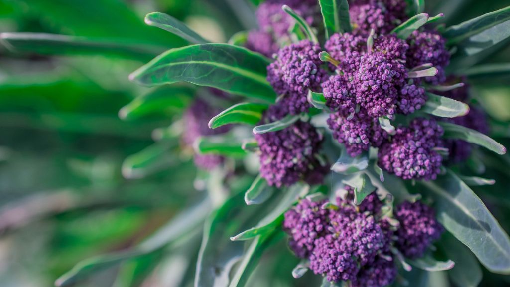 Purple broccoli