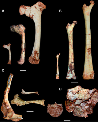 pterosaur fossils in a bone bed