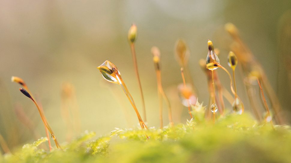 how-to-use-flash-for-your-photography-make-a-diy-diffuser-digital