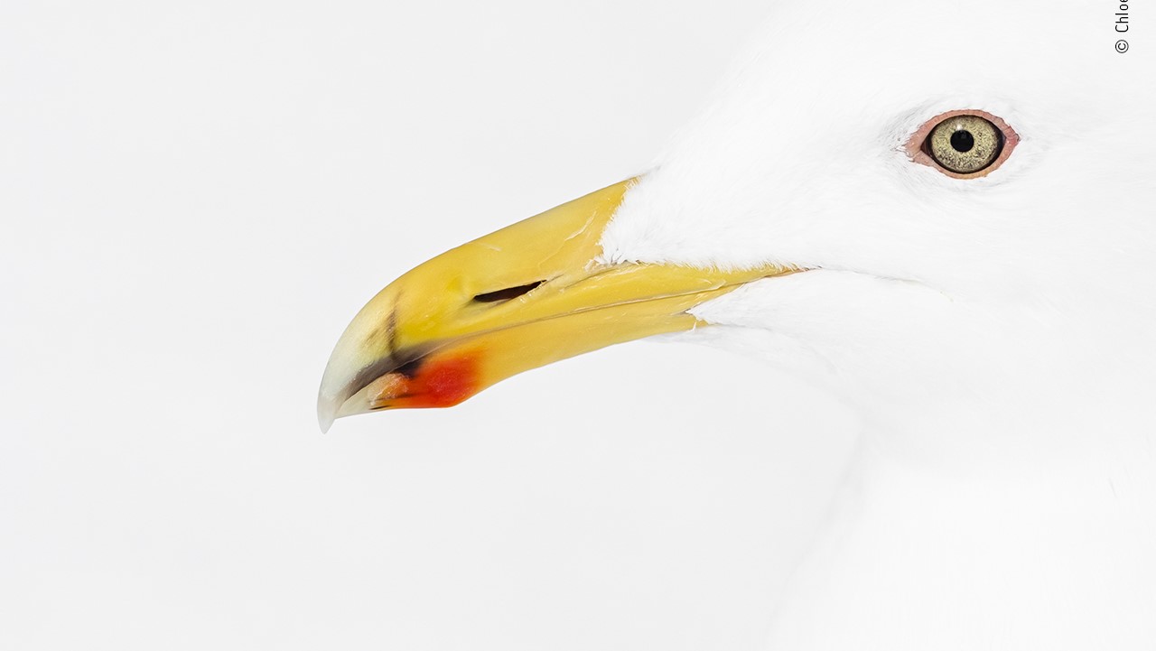 A close view of a seagull's brightly colored bill