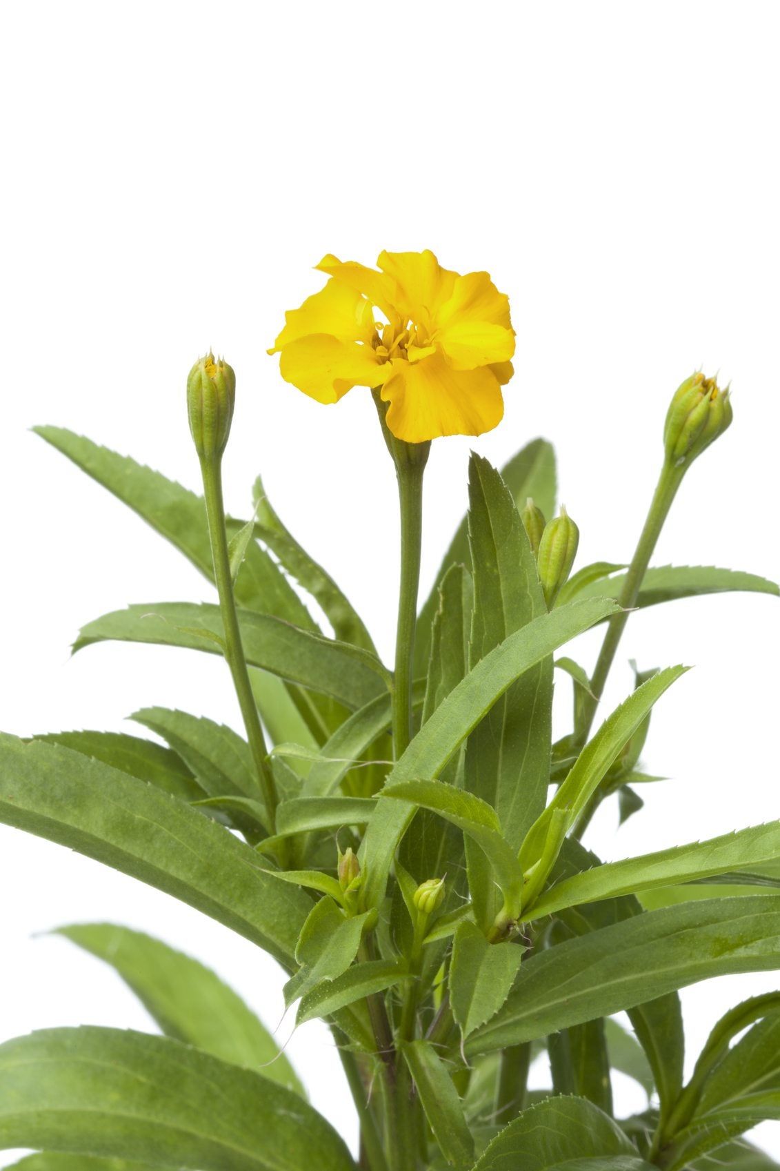 Mexican Tarragon Plants - Tips On Growing Mexican Tarragon Herbs