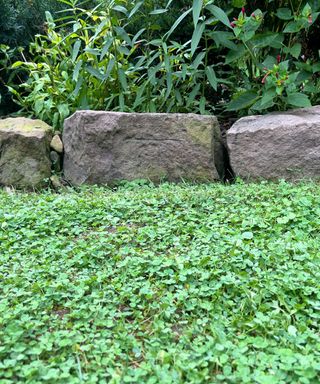 A backyard with a dark green lawn with three gray rocks as garden edging with a dark green leafy bush behind them