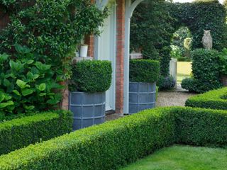 lawn with evergreen hedging