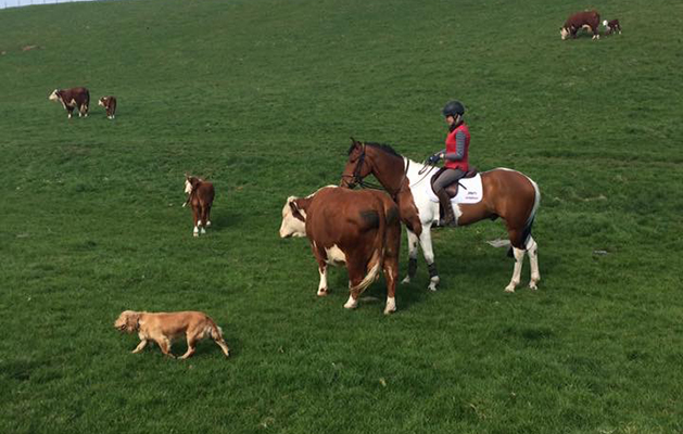 “This is Ted and his family. He loves his cows and calves, and he is also my hunter and event horse” — Jane Reid