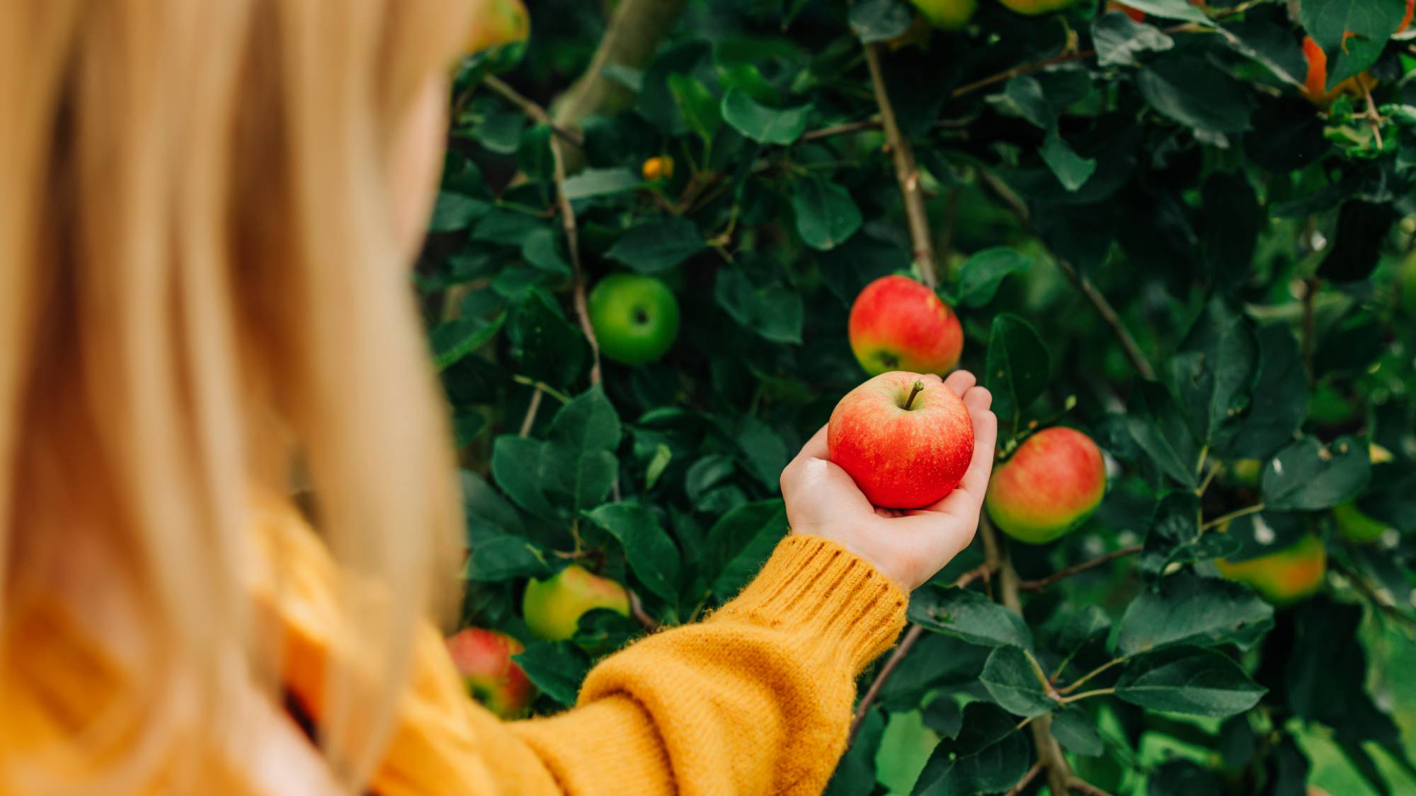 Woman picking apples from apple tree