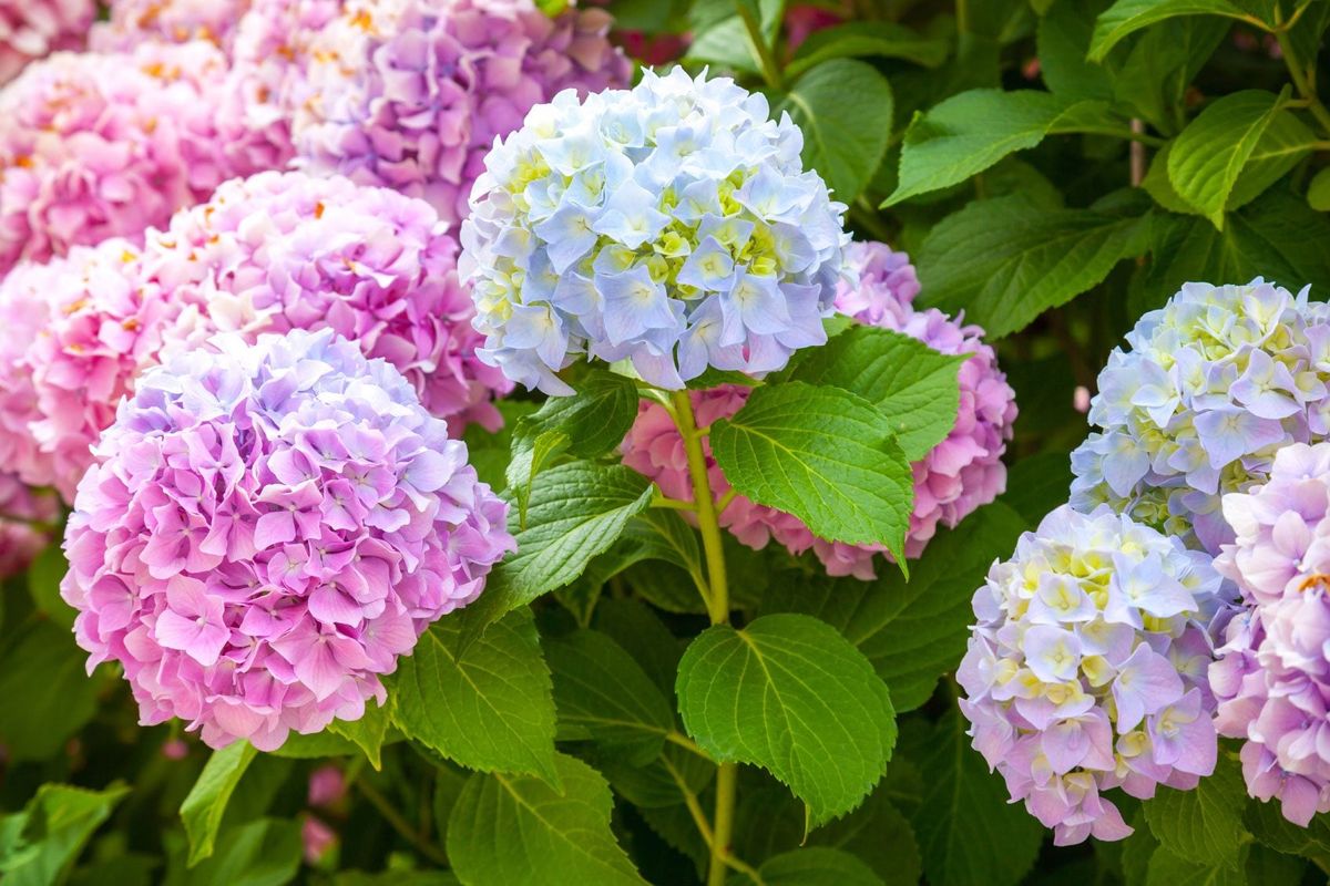 How To Change Hydrangea Color The Easy Way Gardening Know How
