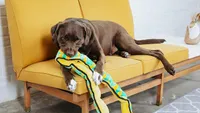 best dog toys outward hound stuffingless snake