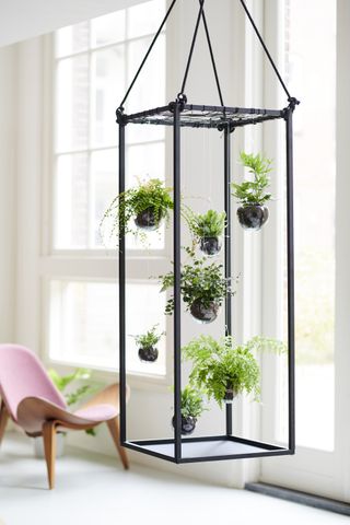 hanging planter in a living area