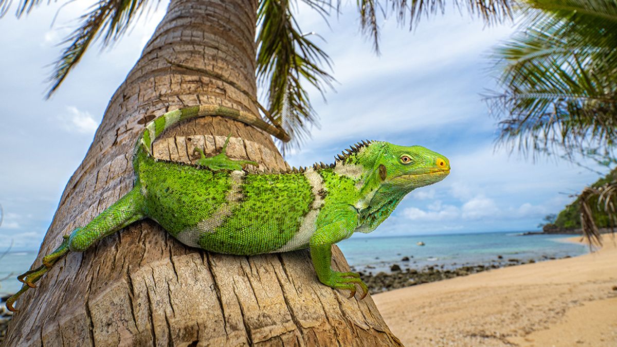 Iguanas แล่นไปหนึ่งในห้าของทางทั่วโลกบนแพเมื่อ 34 ล้านปีก่อน