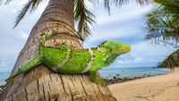 A Fijian crested iguana (Brachylophus vitiensis) resting on a coconut palm on the island of Fiji in the South Pacific.