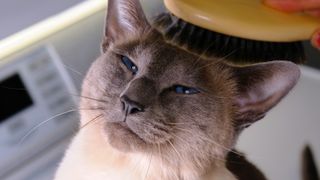 Cat brushing: Close up of cat being brushed on their head