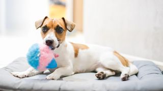 Jack russell dog with a favorite toy