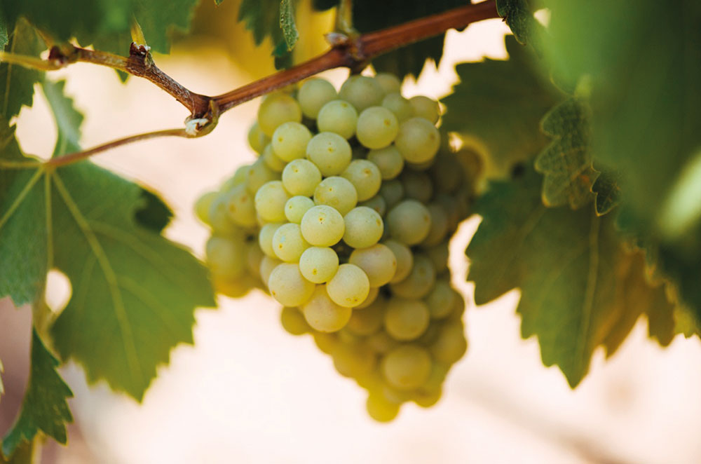 White Rioja Viura grapes