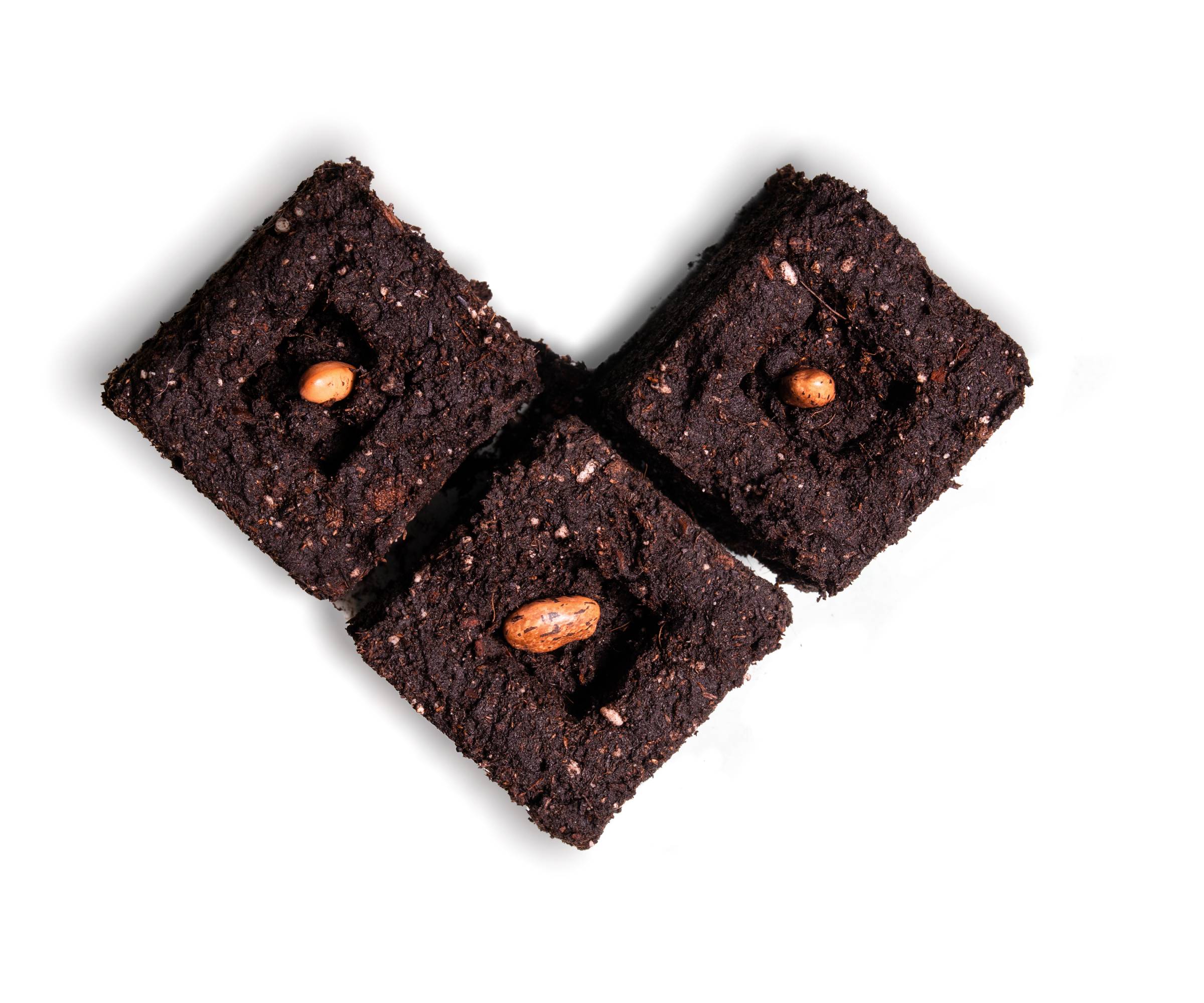 Three soil blocks with seeds in the shape of a heart