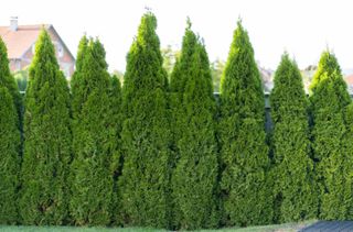 Green hedge of thuja trees