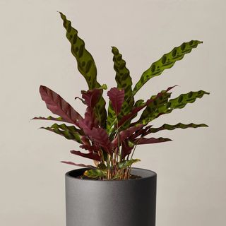 The Sill rattlesnake calathea