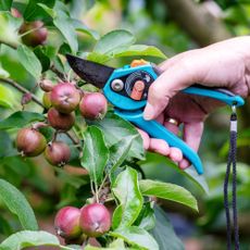gardener thinning small apples from apple tree