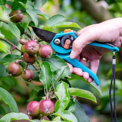 gardener thinning small apples from apple tree