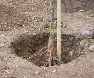 Planting a bare-root fruit tree into a large hole