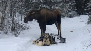 Giant moose attacks Alaskan dog sled team