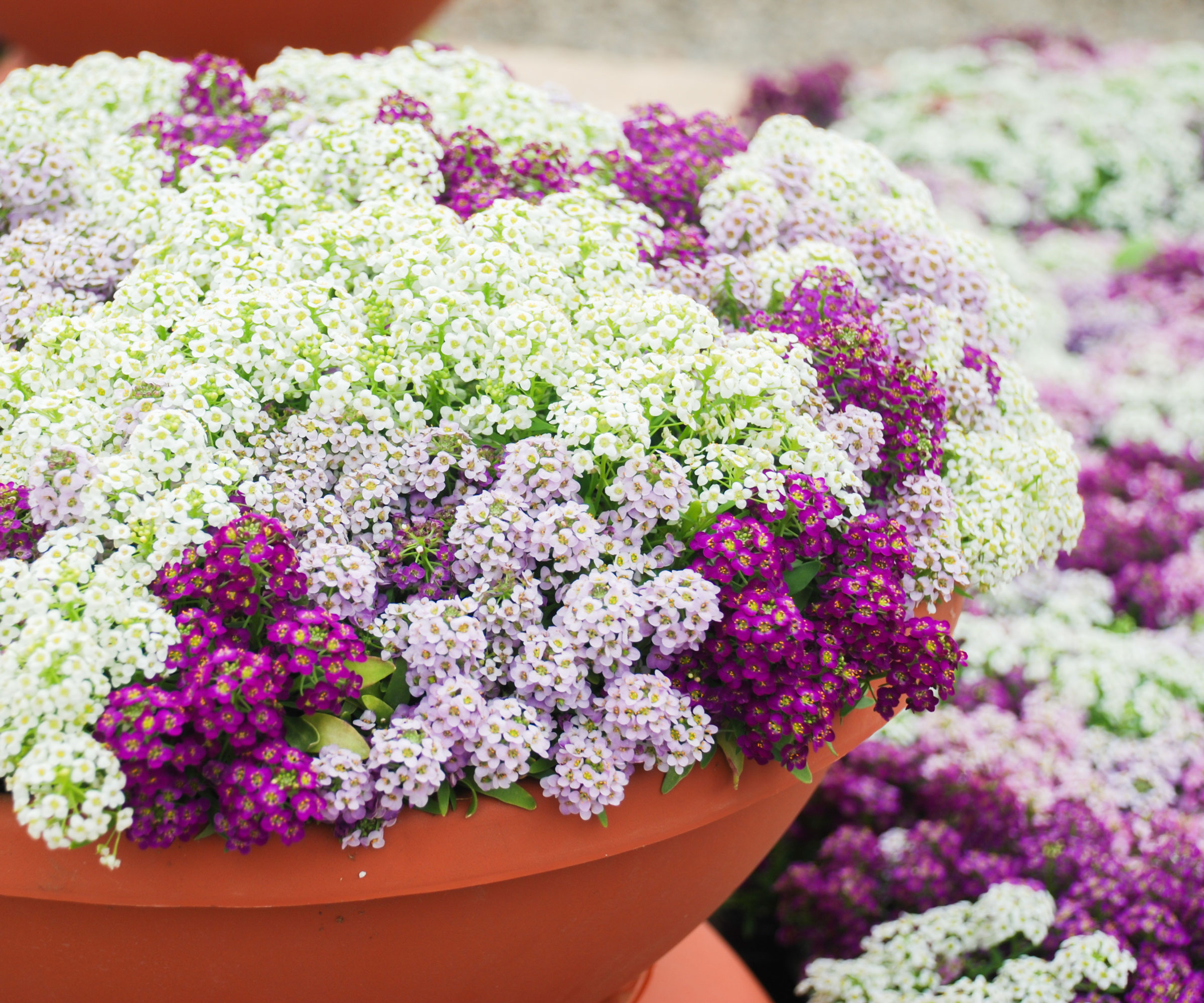 mixed alyssum in terracotta pots