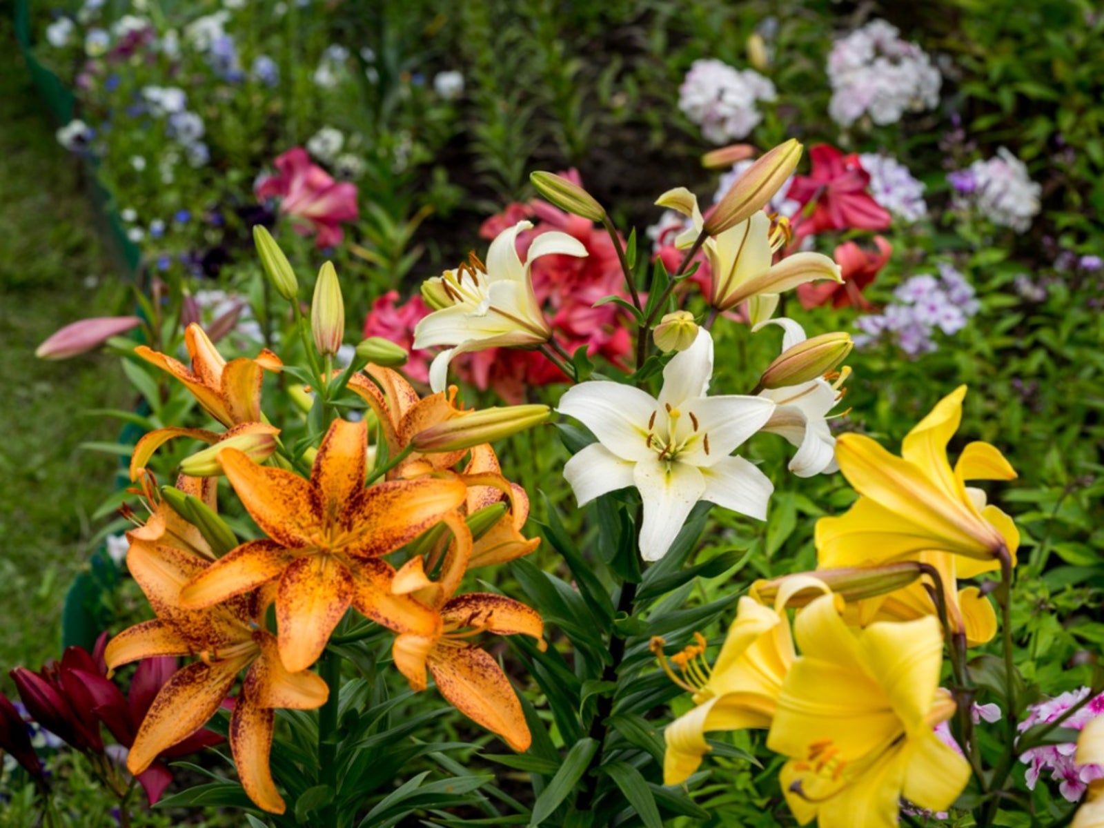Lily Plant Companions - Learn About Companion Planting With Lily