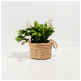 White Christmas Cactus from Garden Goods Direct