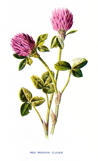 Red Meadow Clover