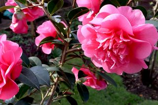 camellia 'Anticipation'