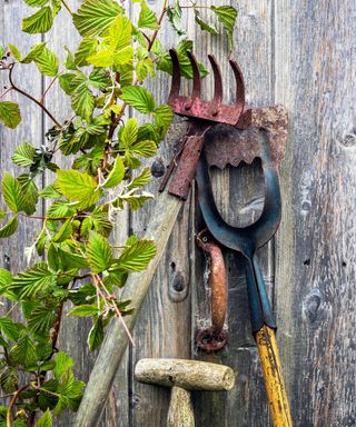Old and rusting gardening tools lying against a wooden shed with a rusty door handle