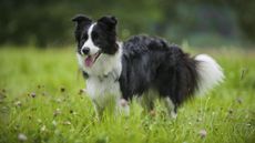 Border collie in a field