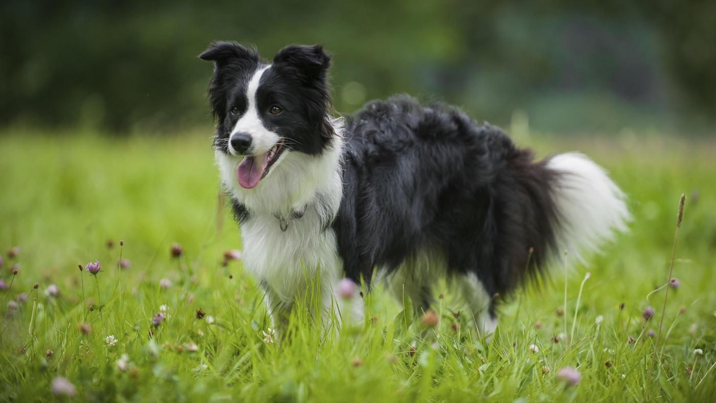 Border collie in a field