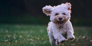 A happy dog running through grass