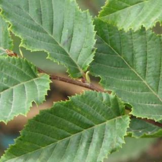 Carpinus Betulus Frans Fontaine Hornbeam