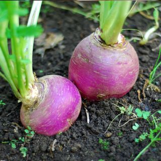 Turnips growing in a vegetable garden