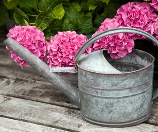 pink hydrangea and watering can