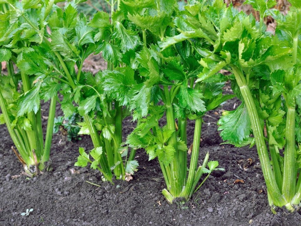 Different Types Of Celery - Learn About Celery Plant Varieties ...